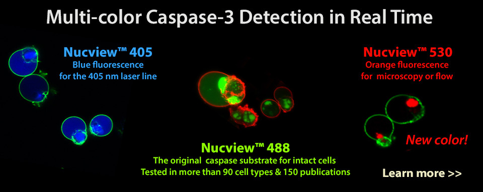 双功能荧光底物实现活细胞 Caspase-3 活性检测并同时染色细胞核DNA