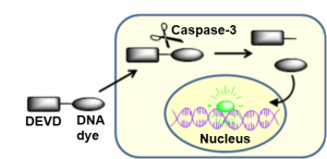 NucView 488-Detecting caspase-3 activity in live cells，caspase-3活性检测，caspase活性检测，caspase-3活性测定，细胞凋亡，细胞程序死亡，活细胞检测